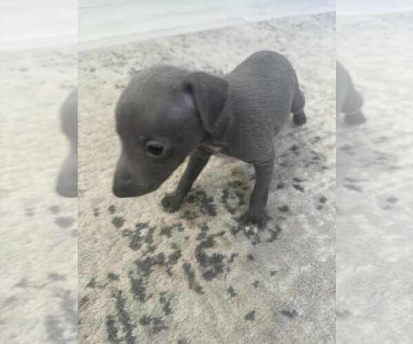 Medium Photo #3 Italian Greyhound Puppy For Sale in FORT LAUDERDALE, FL, USA