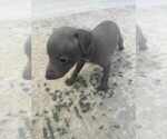 Small Photo #3 Italian Greyhound Puppy For Sale in FORT LAUDERDALE, FL, USA