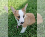 Small #9 Pembroke Welsh Corgi