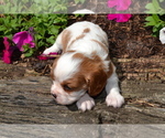 Puppy Leif Cavalier King Charles Spaniel