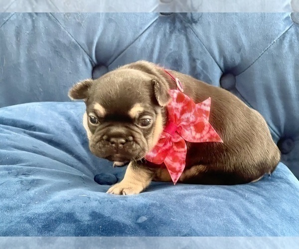 Medium Photo #18 French Bulldog Puppy For Sale in ENCINO, CA, USA
