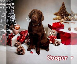 Chocolate Labrador retriever-Unknown Mix Dogs for adoption in Anchorage, AK, USA