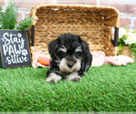 Small #8 Schnauzer (Miniature)