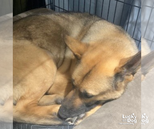 Medium Photo #4 Mutt Puppy For Sale in Washington, DC, USA