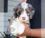 Small #1 Bernedoodle (Miniature)