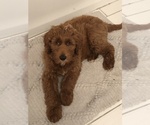 Small Photo #1 Goldendoodle-Poodle (Standard) Mix Puppy For Sale in GPT, MS, USA