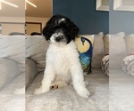 Puppy Francy Aussiedoodle