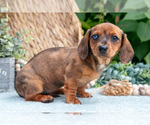 Small Photo #23 Dachshund Puppy For Sale in ELIZABETHTOWN, PA, USA