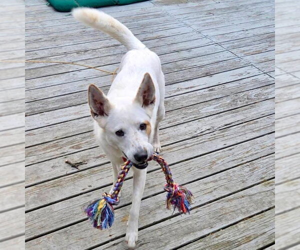 Medium Photo #23 Mutt Puppy For Sale in Canton, CT, USA
