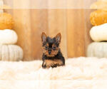 Small Photo #5 Yorkshire Terrier Puppy For Sale in WARSAW, IN, USA