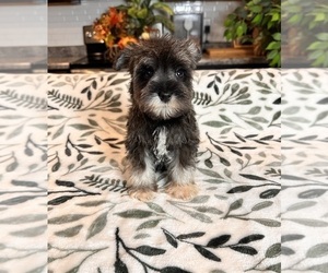 Schnauzer (Miniature) Puppy for sale in GREENWOOD, IN, USA