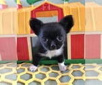 Image preview for Ad Listing. Nickname: AKC Butch