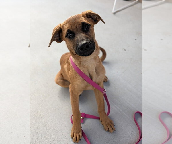 Medium Photo #2 Mutt Puppy For Sale in Salinas, CA, USA