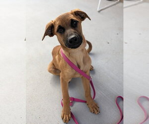 Ashe - Male Mutt Dog for Adoption - Photo #2