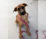 Small Photo #2 Mutt Puppy For Sale in Salinas, CA, USA