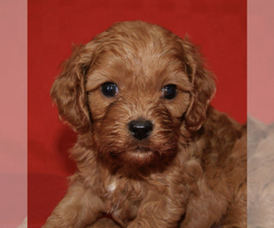 Cavalier King Charles Spaniel-Poodle (Toy) Mix Puppy for sale in MATTOON, IL, USA