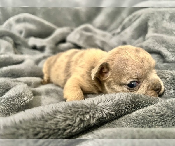 Medium Photo #12 French Bulldog Puppy For Sale in HAYWARD, CA, USA