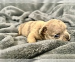 Small #11 French Bulldog