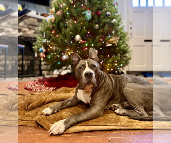 Medium Photo #5 Mutt Puppy For Sale in Alexandria, VA, USA