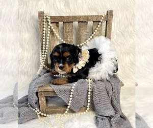 Cavalier King Charles Spaniel Puppy for sale in SPOKANE, WA, USA