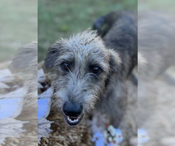 Medium Photo #7 Mutt Puppy For Sale in Conway, AR, USA