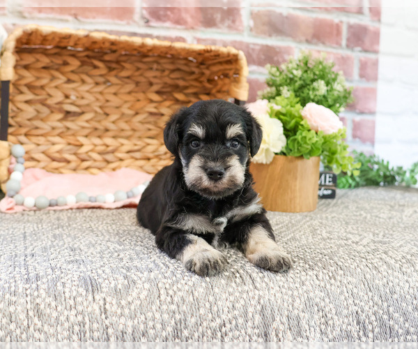 Medium Photo #4 Schnauzer (Miniature) Puppy For Sale in SYRACUSE, IN, USA