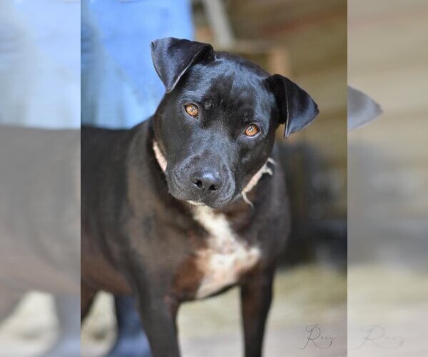 Medium Photo #1 American Pit Bull Terrier-Labrador Retriever Mix Puppy For Sale in Brewster, NY, USA
