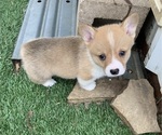Small #1 Pembroke Welsh Corgi
