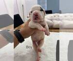 Small #6 American Bulldog