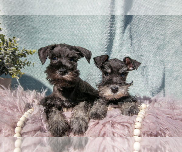 Medium Photo #1 Schnauzer (Miniature) Puppy For Sale in BALTIC, OH, USA