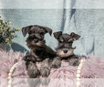 Small Schnauzer (Miniature)
