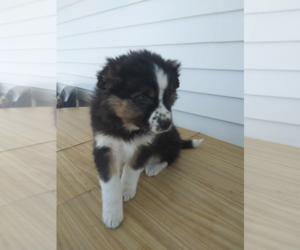Australian Shepherd Puppy for sale in HUDSON, MI, USA