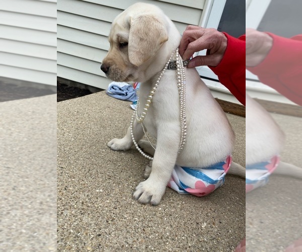 Medium Photo #18 Labrador Retriever Puppy For Sale in SAINT ELMO, IL, USA