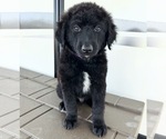Puppy Buzz Aussiedoodle-Goldendoodle Mix