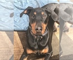 Small Photo #11 Doberman Pinscher Puppy For Sale in SCAPPOOSE, OR, USA