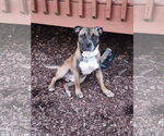 Small #19 Boxer Mix