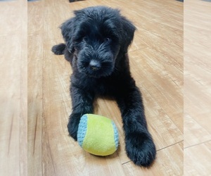 Schnauzer (Giant) Puppy for sale in TYLER, TX, USA