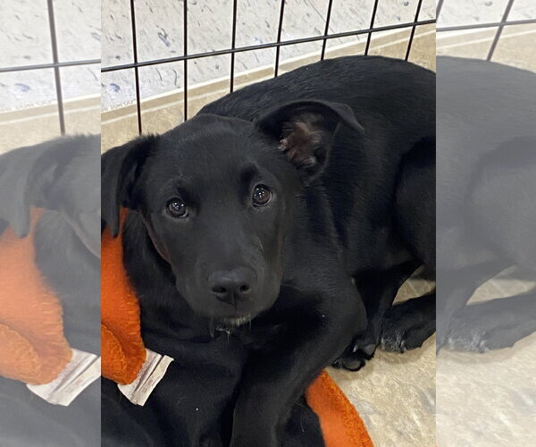 Medium Photo #11 Labsky Puppy For Sale in Hillsboro, MO, USA