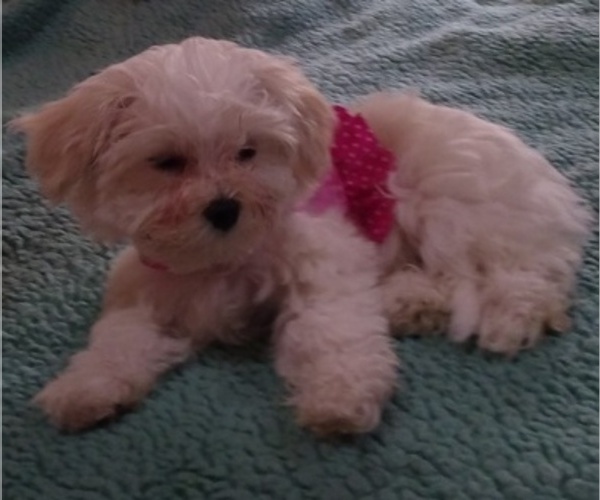 Medium Photo #15 Maltipoo Puppy For Sale in RANCHO MIRAGE, CA, USA