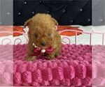 Small #6 Poodle (Toy)