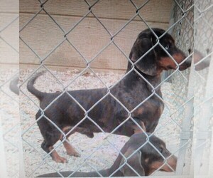 Father of the Dachshund puppies born on 05/27/2025