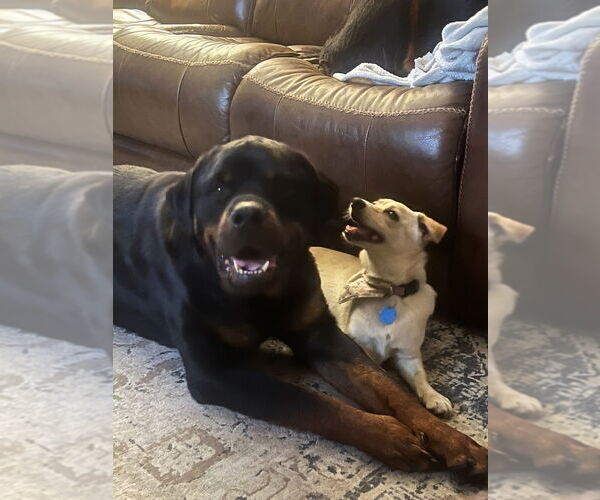Medium Photo #11 Rottweiler Puppy For Sale in White Hall, AR, USA