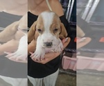 Puppy Dandelion Basset Hound