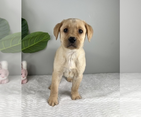 Medium Photo #7 Labrador Retriever Puppy For Sale in FRANKLIN, IN, USA