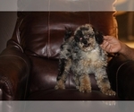 Small #7 Poodle (Miniature)