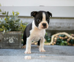 Small #2 Boston Terrier