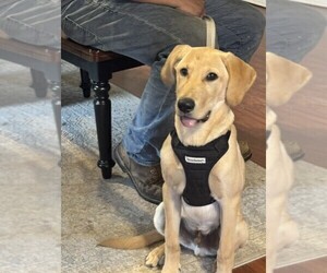 Labrador Retriever Puppy for sale in MAYSVILLE, GA, USA
