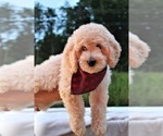Small #41 Goldendoodle