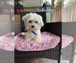 Small Photo #14 Maltese Puppy For Sale in RALEIGH, NC, USA