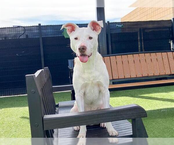 Medium Photo #2 Labrador Retriever-Unknown Mix Puppy For Sale in Orange, CA, USA
